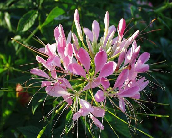 Cleome lill