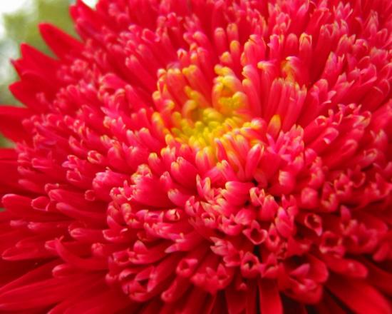 Aster