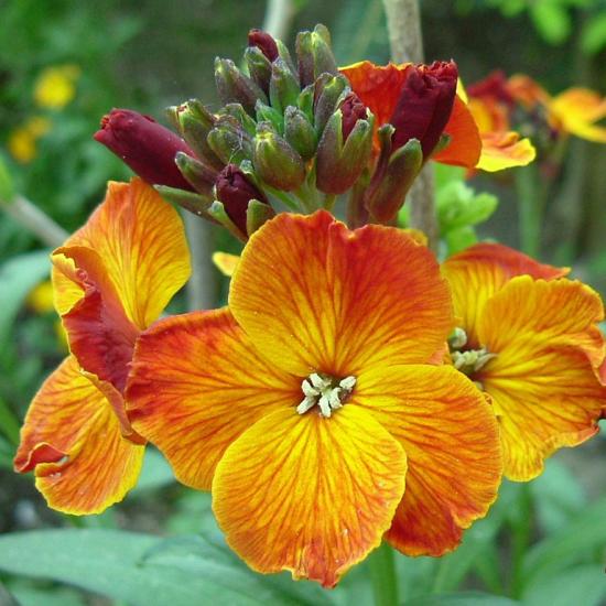 Cheiranthus lill