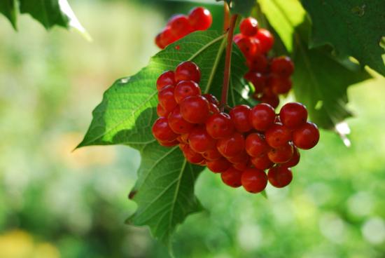 Viburnumi viljad