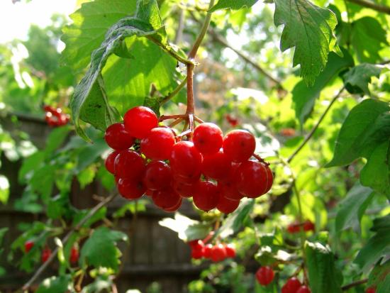 Viburnum aias