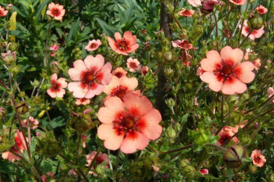 Cinquefoil aias