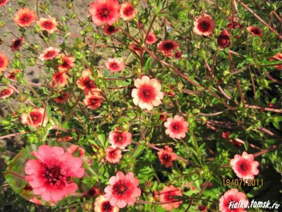 Cinquefoil kodus