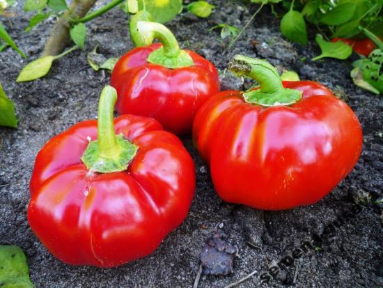 paprika