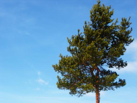 männipuu
