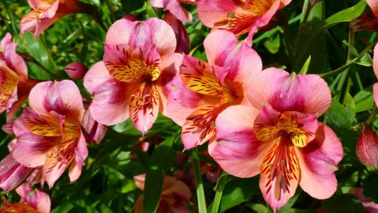 Alstroemeria