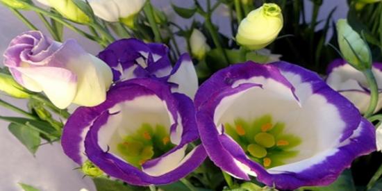 Eustoma lill
