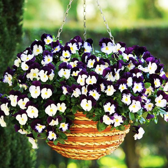 Viola ampelous
