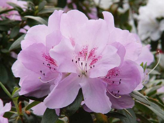 Asalea roosa