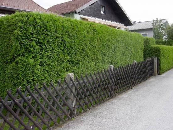 Živý plot