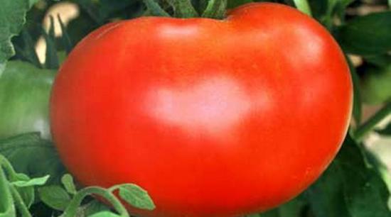 Tomat Maximka