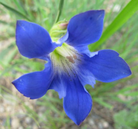 Gentian aias