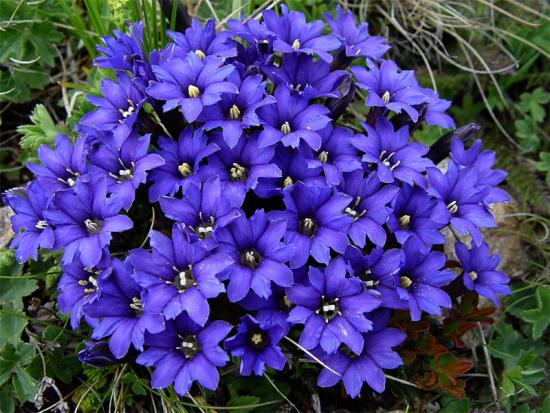 Gentian lill
