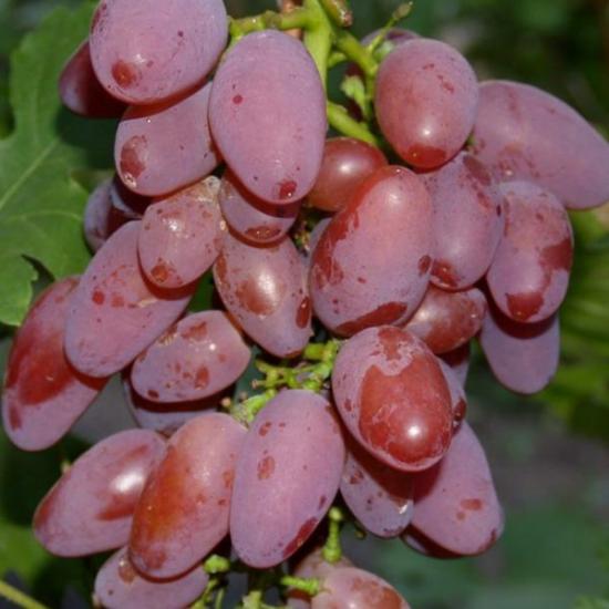 Viinamari