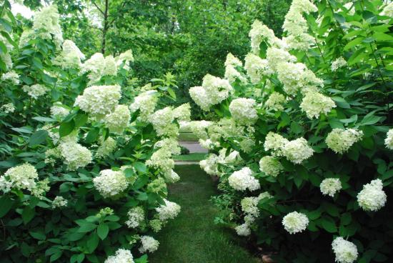 Hortensia