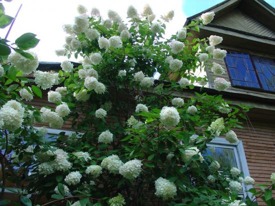 Hortensia paniculata