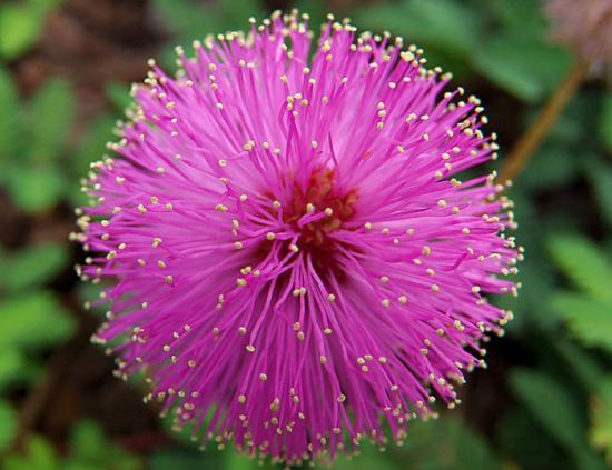 Mimosa häbelik