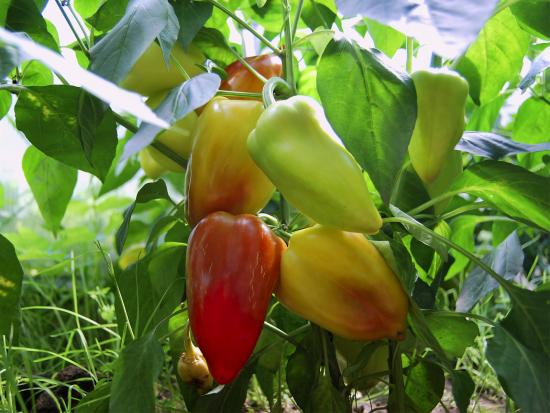 Paprika puuviljad