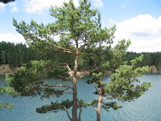 Mänd