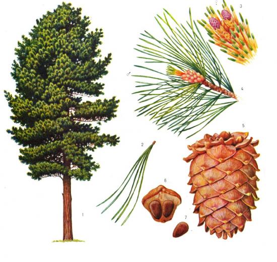 Puu- ja männikäbid