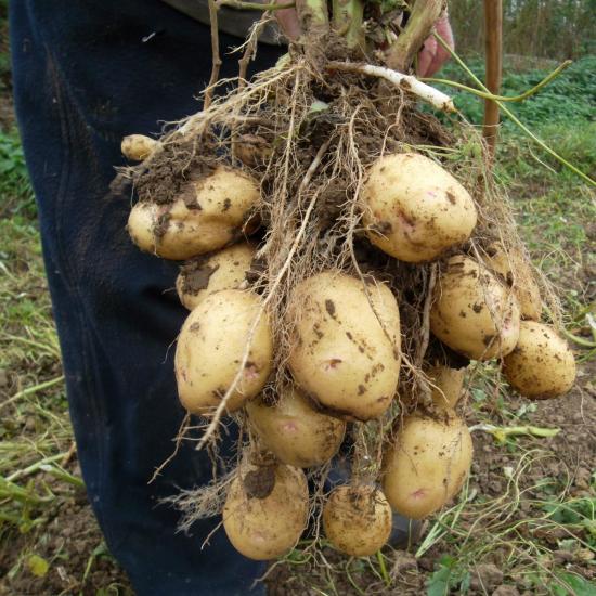 Kartulimugulad