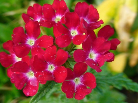 Verbena lill