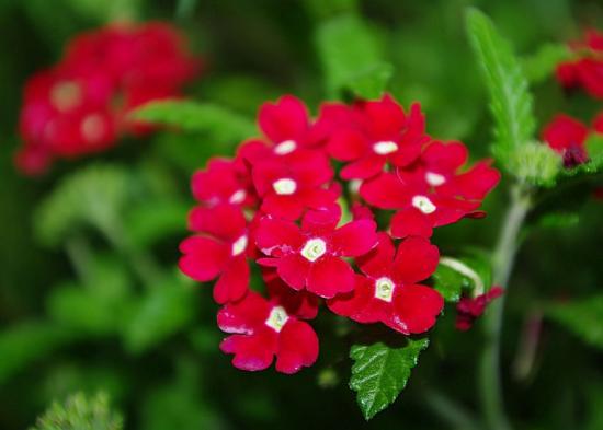 Verbena aias