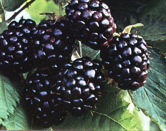 Blackberry Chester