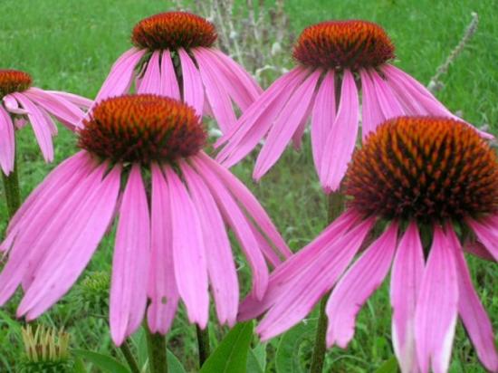 Echinacea