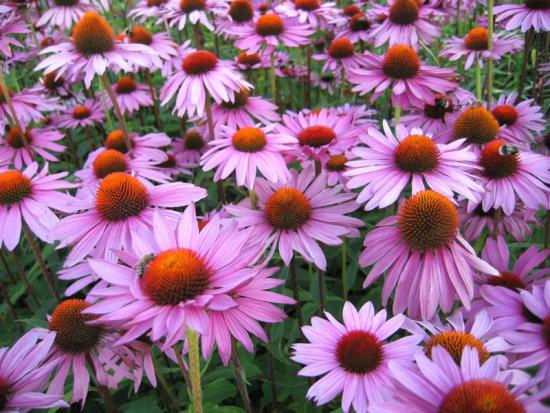Echinacea lilled
