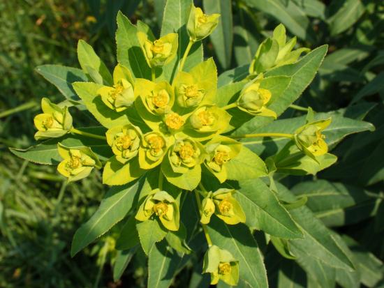 Euphorbia