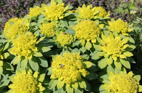 Euphorbia soo