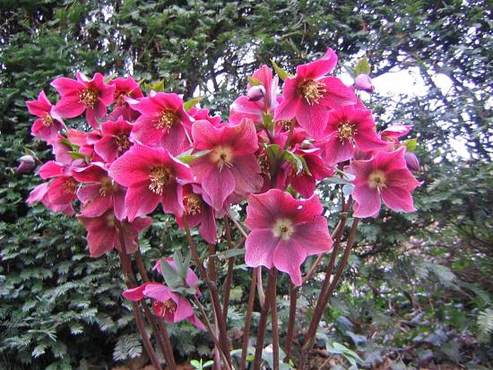 Hellebore