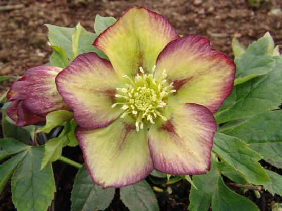 Idamaine hellebore