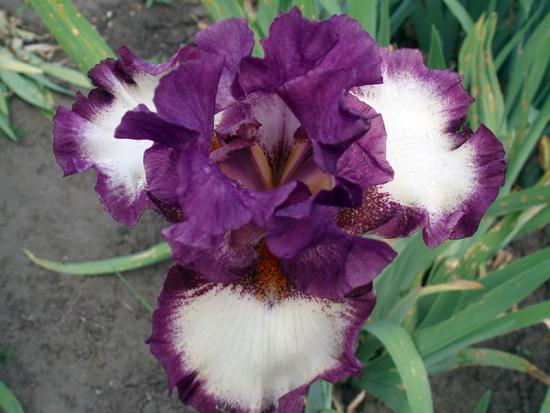Iris