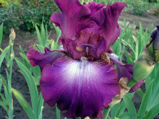Habe iiris