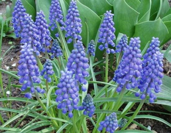 Muscari lill