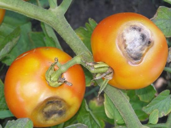 Pruunid laigud