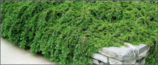 Dummer cotoneaster