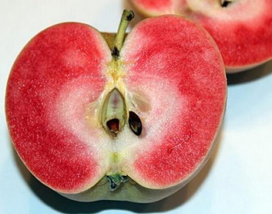 Õunapuu 