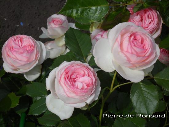 Roos Pierre de Ronsard