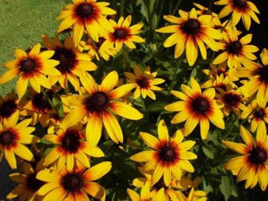 Rudbeckia