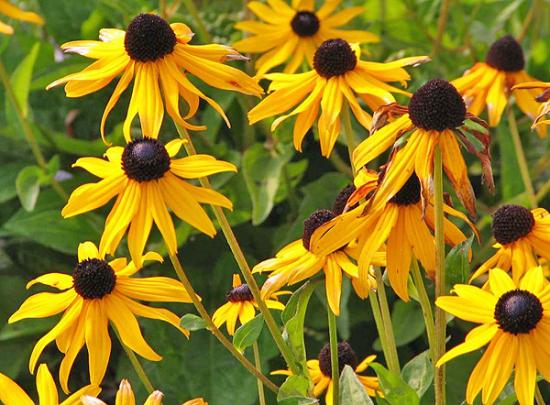 Rudbeckia karvane