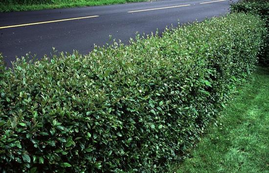 Bush