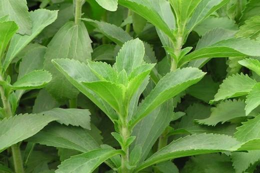 Stevia mesi