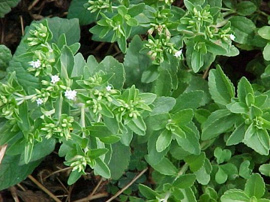 Stevia aias