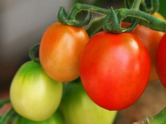 Tomatite uustulnuk