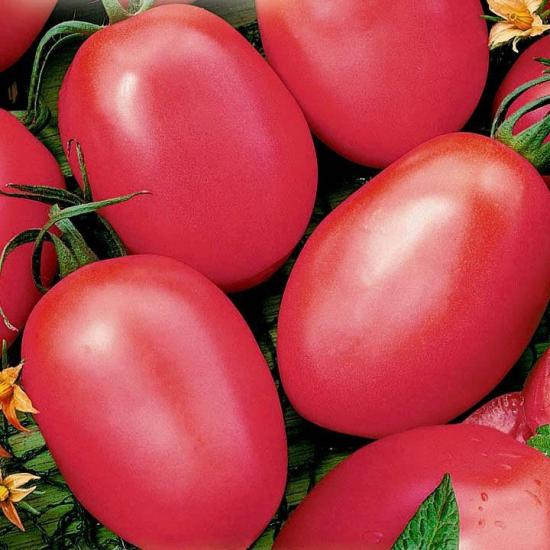 Tomatite sort Novitšok