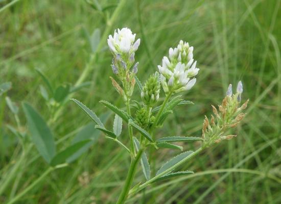 Fenugreek