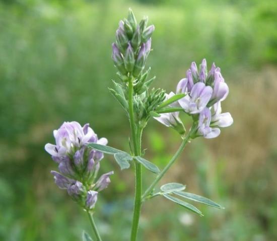 Fenugree valmimine